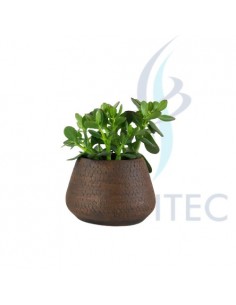 Arbol de Jade