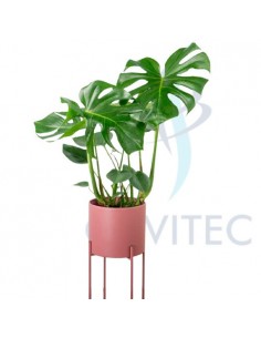 Monstera Deliciosa